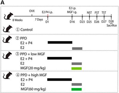 Mangiferin Alleviates Postpartum Depression–Like Behaviors by Inhibiting MAPK Signaling in Microglia